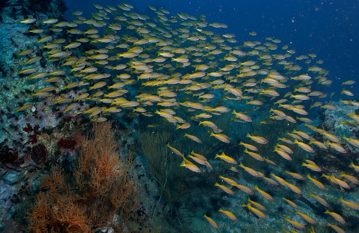 Thailand 2015 - Ko Tao - Vivaneaux gros yeux - Lutjanus lutjanus _IMG_3584_rc.jpg